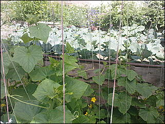 12 июля 2009 г., Барнаул   Июльские краски лета