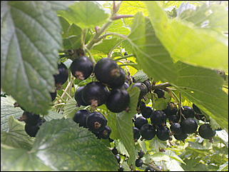 12 июля 2009 г., Барнаул   Июльские краски лета