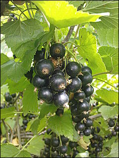 12 июля 2009 г., Барнаул   Июльские краски лета