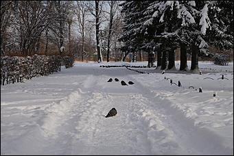 19 ноября 2019 г., Барнаул   Парк "Изумрудный" в ожидании перемен