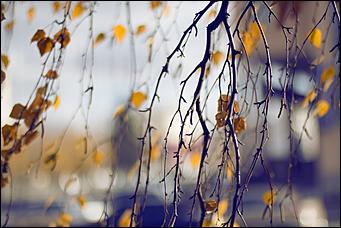 6 сентябрь 2016 г., Барнаул © Амител Вячеслав Мельников   Настроение – осень. Барнаул в сентябре