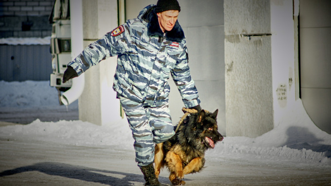 23 январь 2016 г., Барнаул &copy; Амител. Мария Трубина   Собака бывает кусачей: как в Барнауле прошли кинологические учения?