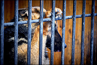 23 январь 2016 г., Барнаул © Амител. Мария Трубина   Собака бывает кусачей: как в Барнауле прошли кинологические учения?