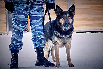 23 январь 2016 г., Барнаул © Амител. Мария Трубина   Собака бывает кусачей: как в Барнауле прошли кинологические учения?