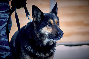 23 январь 2016 г., Барнаул © Амител. Мария Трубина   Собака бывает кусачей: как в Барнауле прошли кинологические учения?