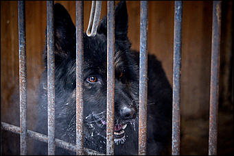 23 январь 2016 г., Барнаул © Амител. Мария Трубина   Собака бывает кусачей: как в Барнауле прошли кинологические учения?