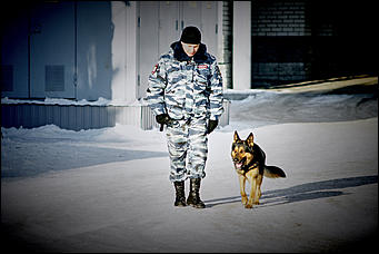 23 январь 2016 г., Барнаул © Амител. Мария Трубина   Собака бывает кусачей: как в Барнауле прошли кинологические учения?