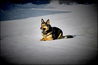 23 январь 2016 г., Барнаул © Амител. Мария Трубина   Собака бывает кусачей: как в Барнауле прошли кинологические учения?