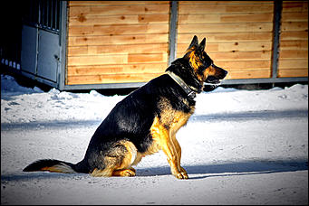 23 январь 2016 г., Барнаул © Амител. Мария Трубина   Собака бывает кусачей: как в Барнауле прошли кинологические учения?