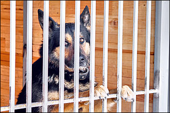 23 январь 2016 г., Барнаул © Амител. Мария Трубина   Собака бывает кусачей: как в Барнауле прошли кинологические учения?