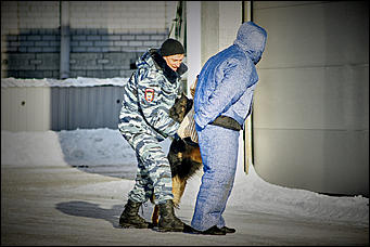 23 январь 2016 г., Барнаул © Амител. Мария Трубина   Собака бывает кусачей: как в Барнауле прошли кинологические учения?