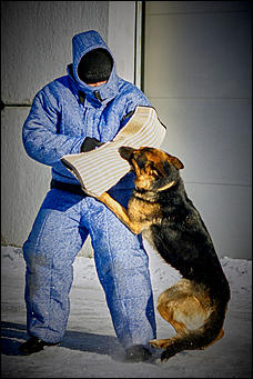 23 январь 2016 г., Барнаул © Амител. Мария Трубина   Собака бывает кусачей: как в Барнауле прошли кинологические учения?