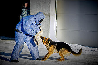 23 январь 2016 г., Барнаул © Амител. Мария Трубина   Собака бывает кусачей: как в Барнауле прошли кинологические учения?