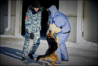 23 январь 2016 г., Барнаул © Амител. Мария Трубина   Собака бывает кусачей: как в Барнауле прошли кинологические учения?