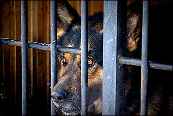 23 январь 2016 г., Барнаул © Амител. Мария Трубина   Собака бывает кусачей: как в Барнауле прошли кинологические учения?