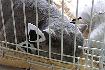 5 апреля 2009 г., Барнаул   Свадьба кошек