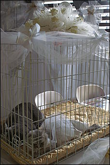 5 апреля 2009 г., Барнаул   Свадьба кошек