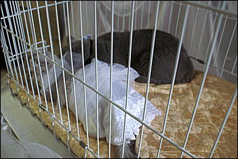 5 апреля 2009 г., Барнаул   Свадьба кошек