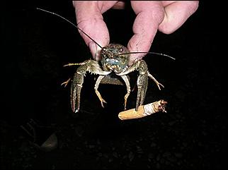 12-19 июля 2008 г., Алтайский край   Ретропробег «Колесо истории-2008»