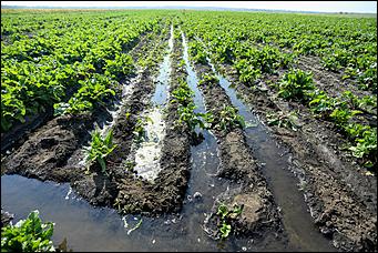 5 августа 2020 г., Барнаул. Екатерина Смолихина   В огород под конвоем. Как живут и работают осужденные женской колонии на Алтае