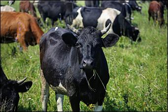 5 августа 2020 г., Барнаул. Екатерина Смолихина   В огород под конвоем. Как живут и работают осужденные женской колонии на Алтае