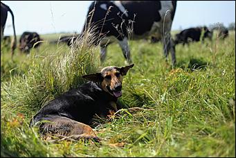 5 августа 2020 г., Барнаул. Екатерина Смолихина   В огород под конвоем. Как живут и работают осужденные женской колонии на Алтае