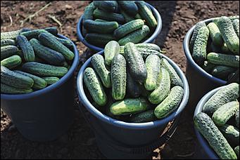 5 августа 2020 г., Барнаул. Екатерина Смолихина   В огород под конвоем. Как живут и работают осужденные женской колонии на Алтае