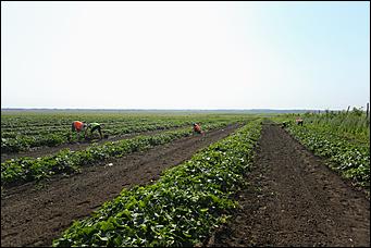 5 августа 2020 г., Барнаул. Екатерина Смолихина   В огород под конвоем. Как живут и работают осужденные женской колонии на Алтае