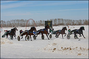 27 февраль 2017 г., Барнаул © Амител Вячеслав Мельников   "Что ж вы кони мои привередливые..." Межрегиональный конноспортивный праздник состоялся на ипподроме "Сибирского подворья" 