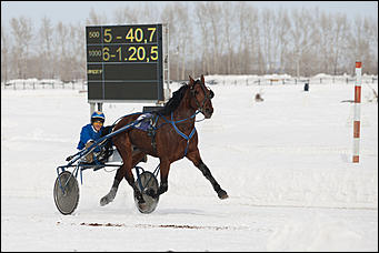 27 февраль 2017 г., Барнаул © Амител Вячеслав Мельников   "Что ж вы кони мои привередливые..." Межрегиональный конноспортивный праздник состоялся на ипподроме "Сибирского подворья" 