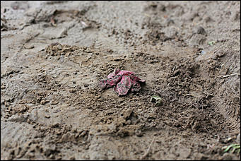 28 август 2014 г., Бобровка   Вандализм? Человеческие останки с кладбищенской землей