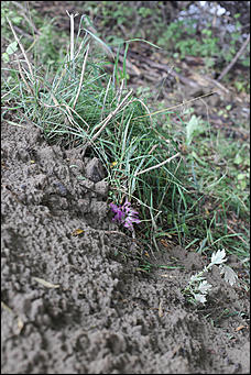 28 август 2014 г., Бобровка   Вандализм? Человеческие останки с кладбищенской землей