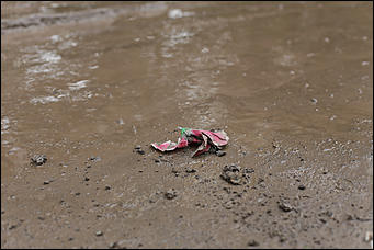 28 август 2014 г., Бобровка   Вандализм? Человеческие останки с кладбищенской землей