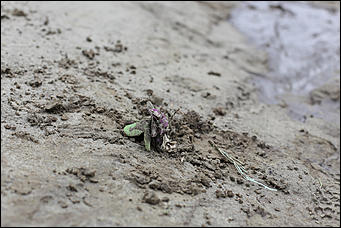 28 август 2014 г., Бобровка   Вандализм? Человеческие останки с кладбищенской землей