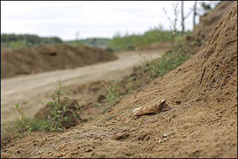 28 август 2014 г., Бобровка   Вандализм? Человеческие останки с кладбищенской землей
