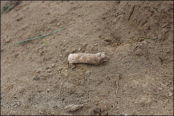 28 август 2014 г., Бобровка   Вандализм? Человеческие останки с кладбищенской землей