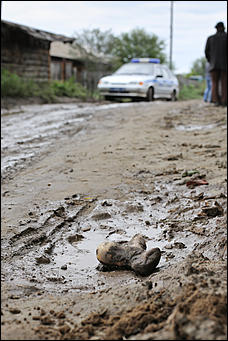 28 август 2014 г., Бобровка   Вандализм? Человеческие останки с кладбищенской землей