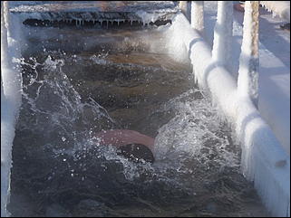 19 январь 2012 г., Барнаул   Крещение Господне