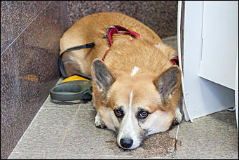 12 июль 2016 г., Барнаул © Амител Вячеслав Мельников   Летние будни жителей Барнаула. Фоторепортаж с улиц города