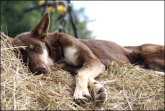 19 августа 2007г., Барнаул   Конно-спортивные состязания на "Кубок губернатора" (фото Кристины Красниковой)