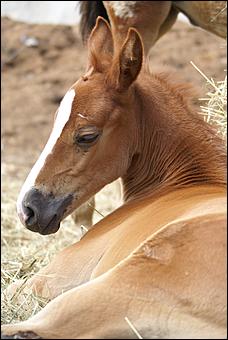 19 августа 2007г., Барнаул   Конно-спортивные состязания на "Кубок губернатора" (фото Кристины Красниковой)
