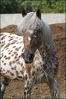19 августа 2007г., Барнаул   Конно-спортивные состязания на "Кубок губернатора" (фото Кристины Красниковой)
