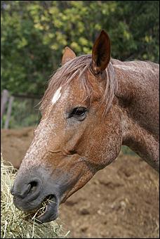 19 августа 2007г., Барнаул   Конно-спортивные состязания на "Кубок губернатора" (фото Кристины Красниковой)