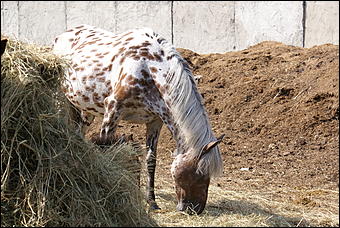 19 августа 2007г., Барнаул   Конно-спортивные состязания на "Кубок губернатора" (фото Кристины Красниковой)