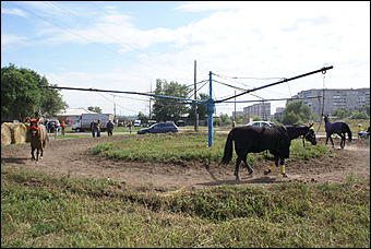 19 августа 2007г., Барнаул   Конно-спортивные состязания на "Кубок губернатора" (фото Кристины Красниковой)