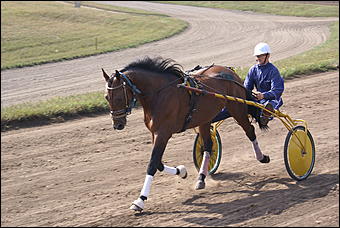 19 августа 2007г., Барнаул   Конно-спортивные состязания на "Кубок губернатора" (фото Кристины Красниковой)