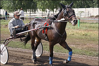 19 августа 2007г., Барнаул   Конно-спортивные состязания на "Кубок губернатора" (фото Кристины Красниковой)