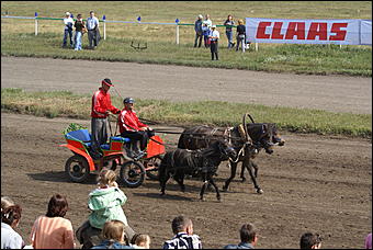 19 августа 2007г., Барнаул   Конно-спортивные состязания на "Кубок губернатора" (фото Кристины Красниковой)