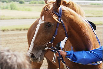 19 августа 2007г., Барнаул   Конно-спортивные состязания на "Кубок губернатора" (фото Кристины Красниковой)