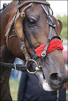 19 августа 2007г., Барнаул   Конно-спортивные состязания на "Кубок губернатора" (фото Кристины Красниковой)